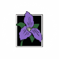 Northwest Environmental Advocates