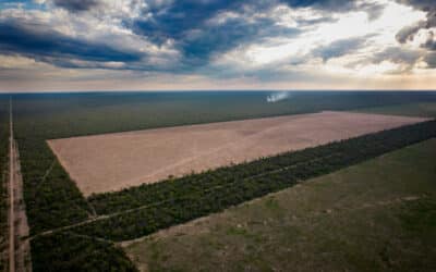 Fighting for the Native Forest of the Gran Chaco in Argentina – Inside Climate News