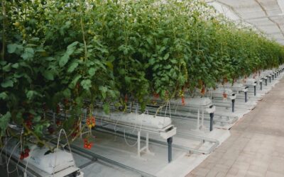 Growing Produce In Difficult Climates — iyris Is Here To Help – CleanTechnica