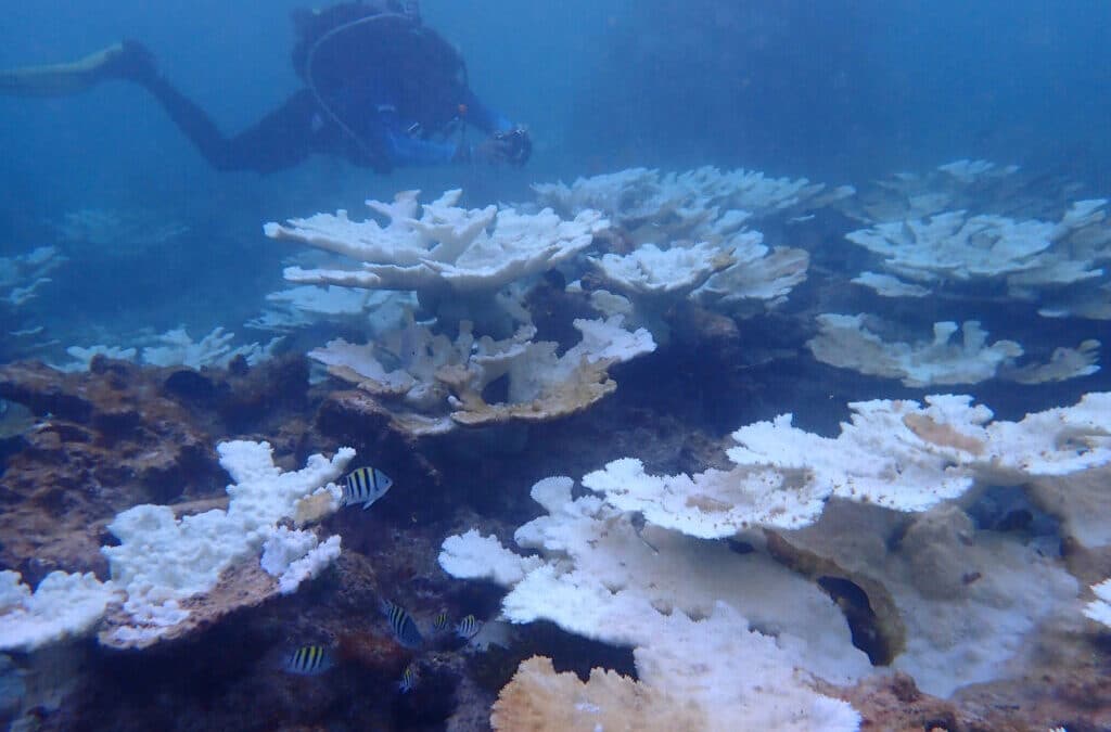 For Florida Corals, Unprecedented Marine Heat Prompts New Restoration Strategy—On Shore – Inside Climate News