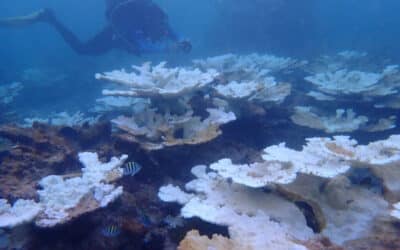 For Florida Corals, Unprecedented Marine Heat Prompts New Restoration Strategy—On Shore – Inside Climate News