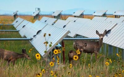 Making Hay (and Solar Power) While the Sun Shines – CleanTechnica