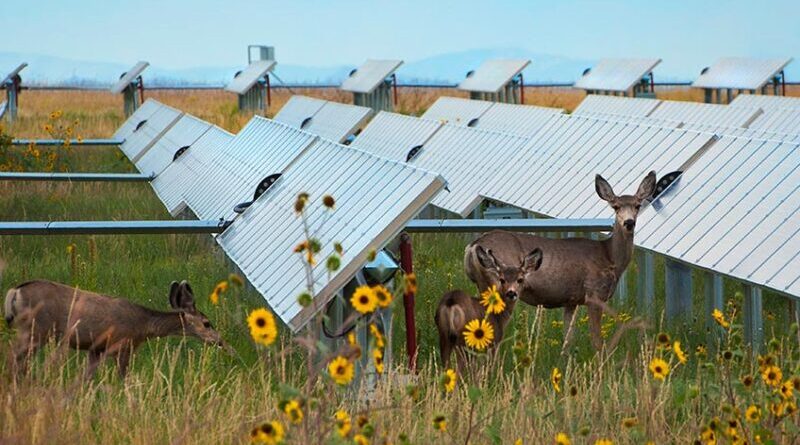 Making Hay (and Solar Power) While the Sun Shines – CleanTechnica